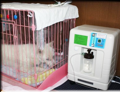 ペット 酸素濃縮器 酸素室-